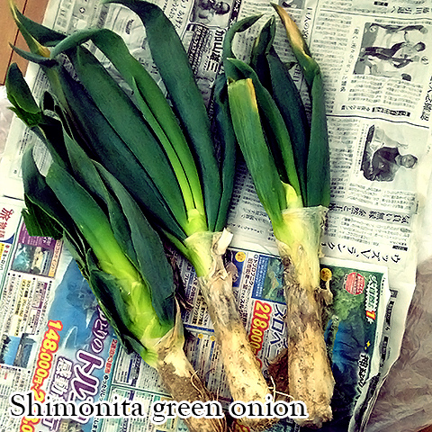 下仁田ネギを頂きました