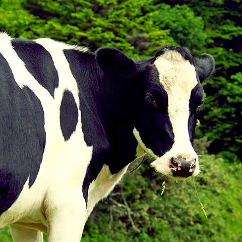 怠らず行かば千里のはても見ん　牛の歩みのよし遅くとも。
