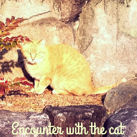 ミルクティー色の猫