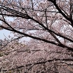 初桜