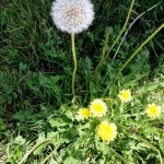 たんぽぽの２分間の冒険