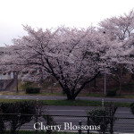 染井村の吉野桜