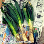 下仁田ネギを頂きました